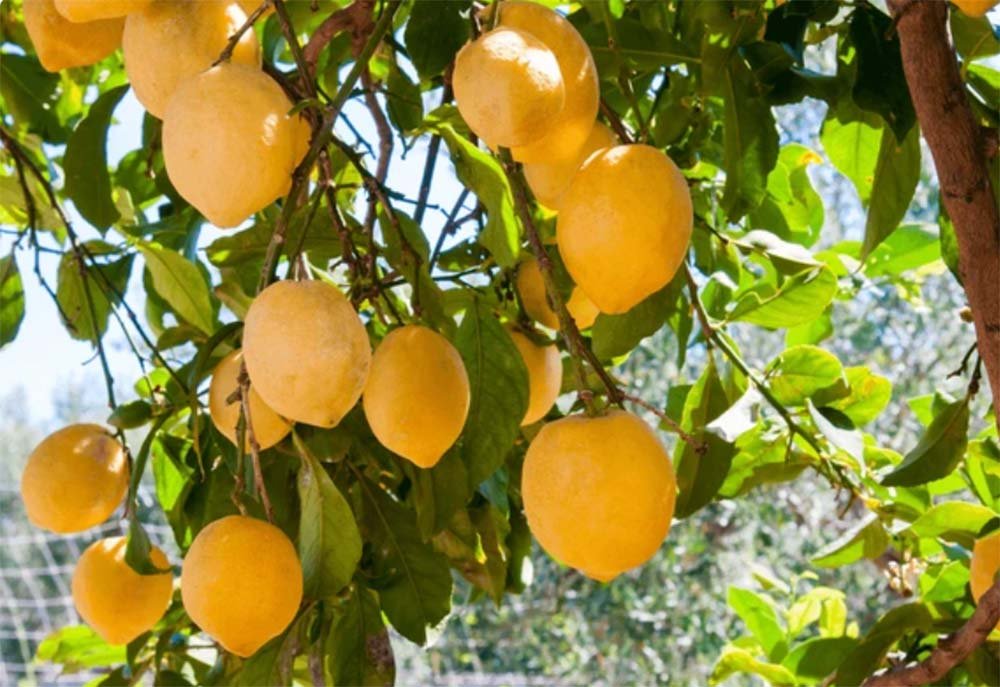 BIO-Limonade aus sizilianischen Zitronen